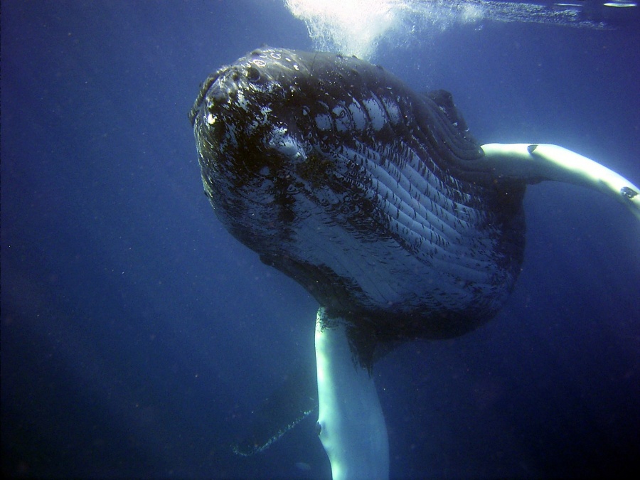 Ocean Prayer CD - Die Reise mit den Walen