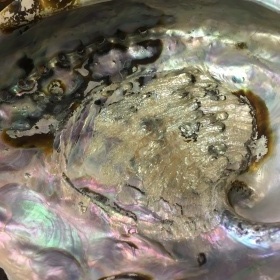Abalone Räuchermuschel - extra gross