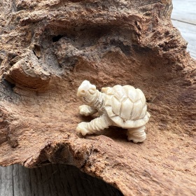Krafttier | Schildkröten
