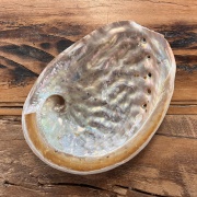 Räuchermuschel |  Abalone
