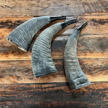 Büffelhorn auch "TUWA" genannt | Grössen von 38-44 cm